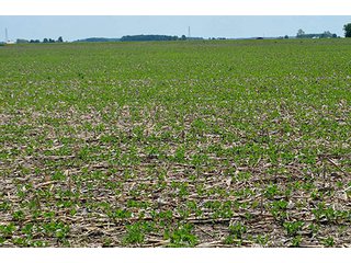 Property photo 152 - LAND AUCTION - 700+/- ACRES OFFERED IN 16 TRACTS IN ALLEN COUNTY, INDIANA